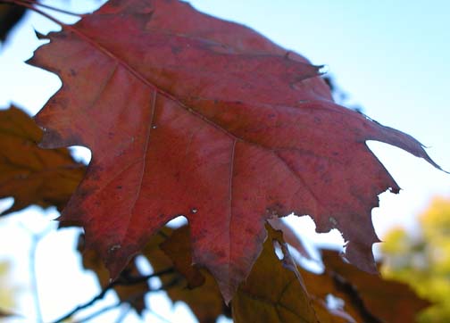 redleaf.jpg - red leaf