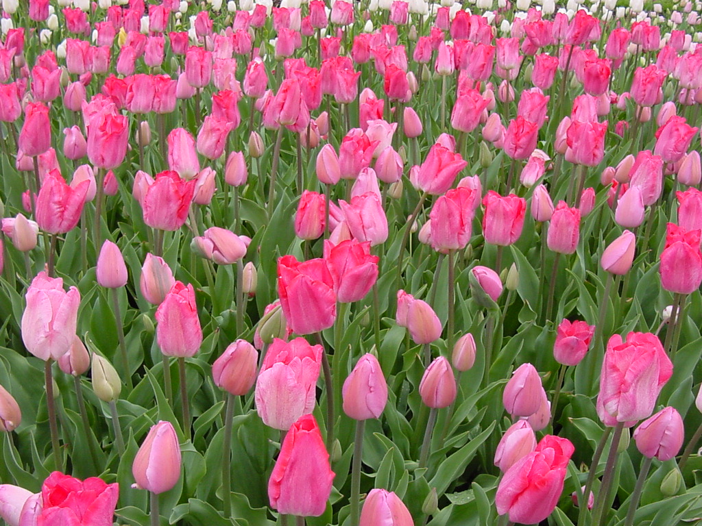 tulipcolor01.jpg - Tulips at Longwood Gardens